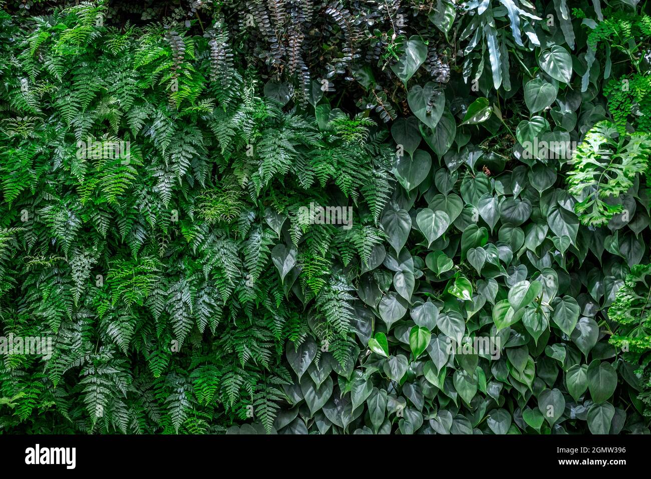 Plant Wall di varietà Fern Foto Stock