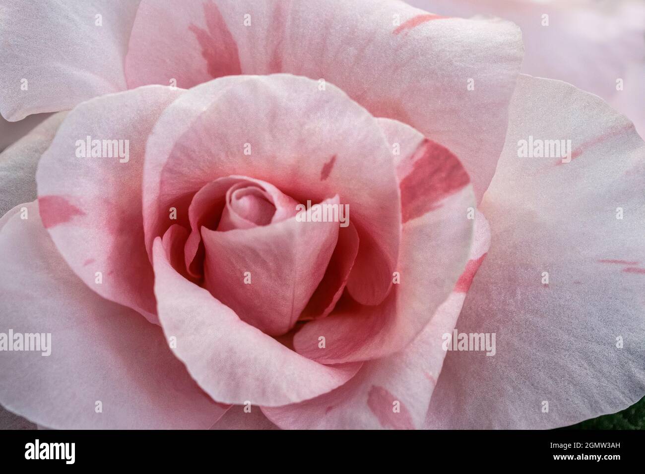 Colore rosa è aumentato Foto Stock