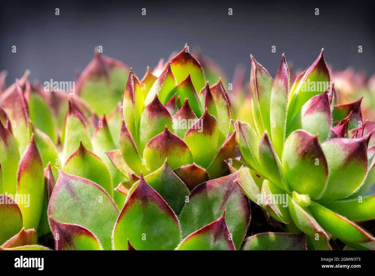 Galline e pulcini, succulenti, USA Foto Stock