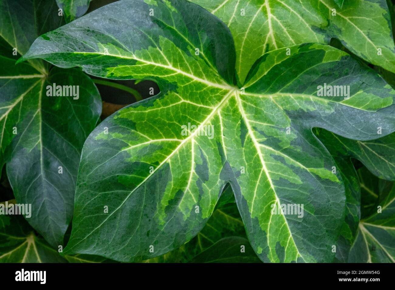 Ivy tree Foto Stock