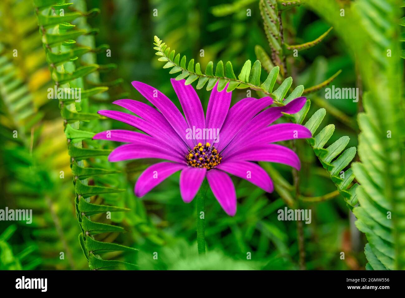 Margherita africano. Foto Stock