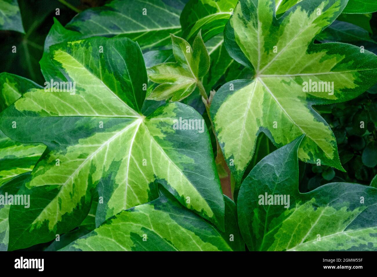 Ivy tree Foto Stock