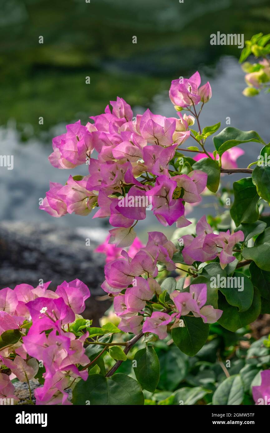 Bougainvillea Foto Stock