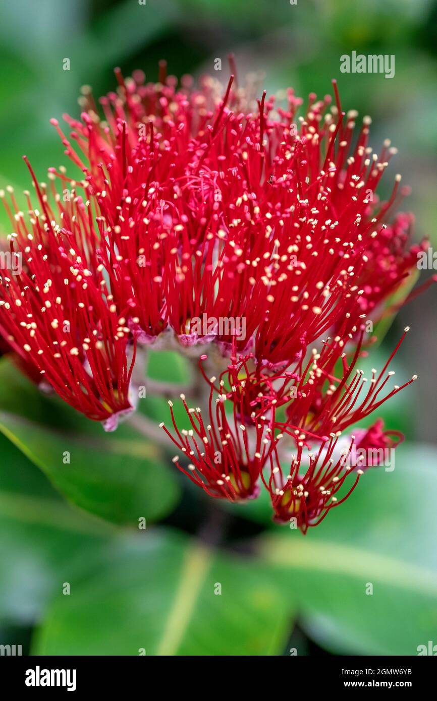 Fiore di Pohutukawa albero Foto Stock