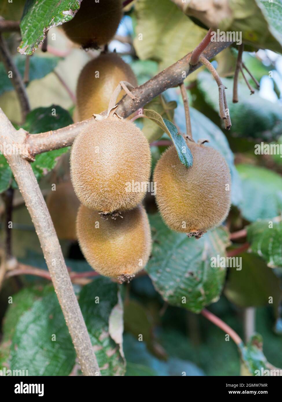 Bay of Plenty, Nuova Zelanda - 16 marzo 2019 una delle esportazioni di cibo più gustose della Nuova Zelanda, il kiwifruit, o l'uva spina cinese, è stata - naturalmente - adottata Foto Stock
