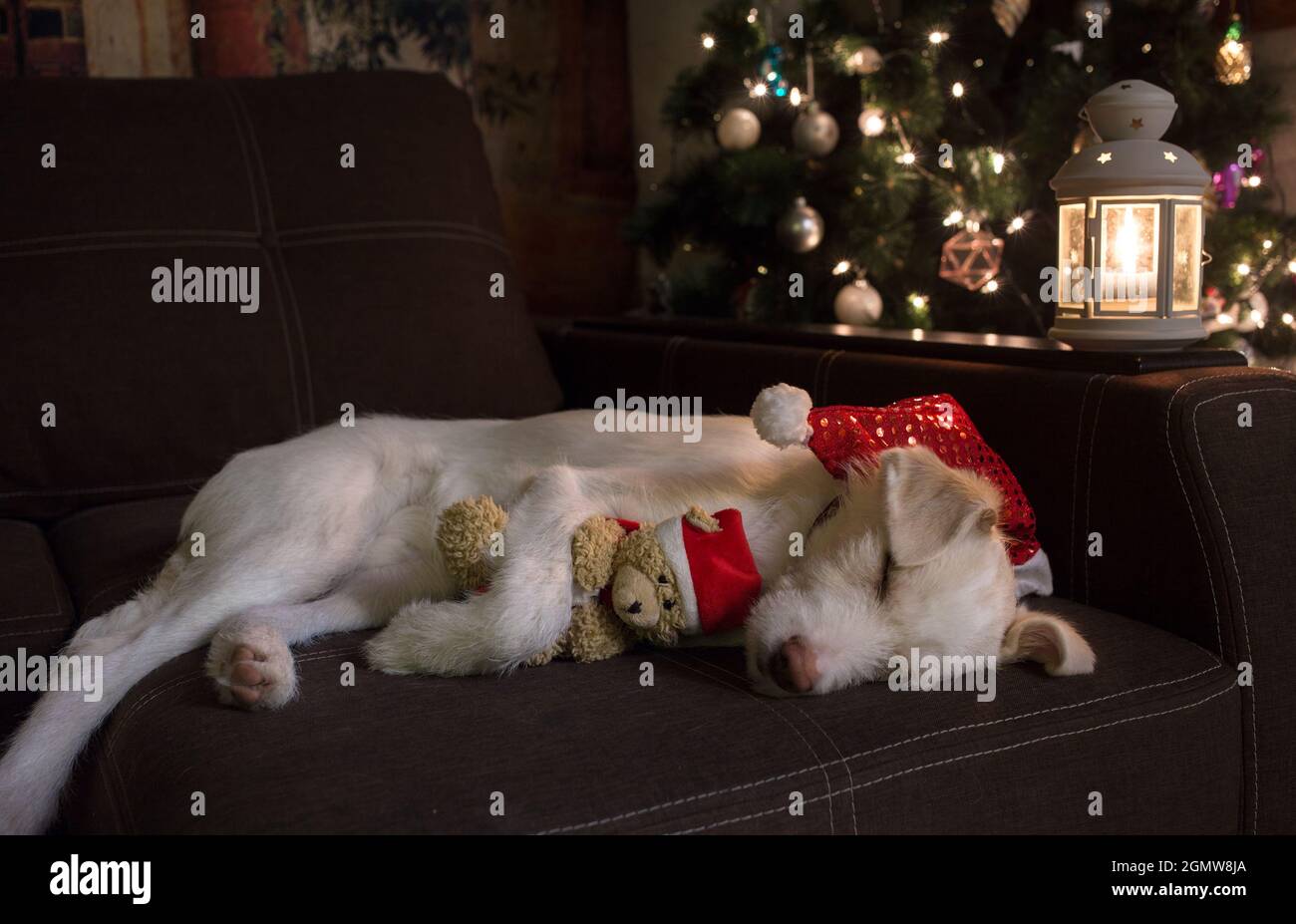 Il cane carino in Santa Hat dorme sul divano abbracciando un orso di Natale giocattolo vicino all'albero di Natale e una lanterna ardente. Aspettando un miracolo, preparandosi Foto Stock