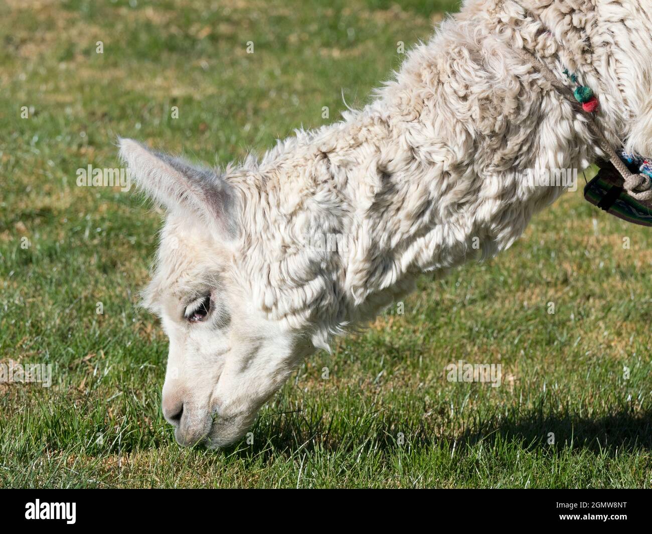 Cuzco, Bolivia - 17 Maggio 2018 il Sud America ospita diversi tipi di camelide; questi sono fondamentalmente cammelli - parenti che non sono stati progettati da commit Foto Stock