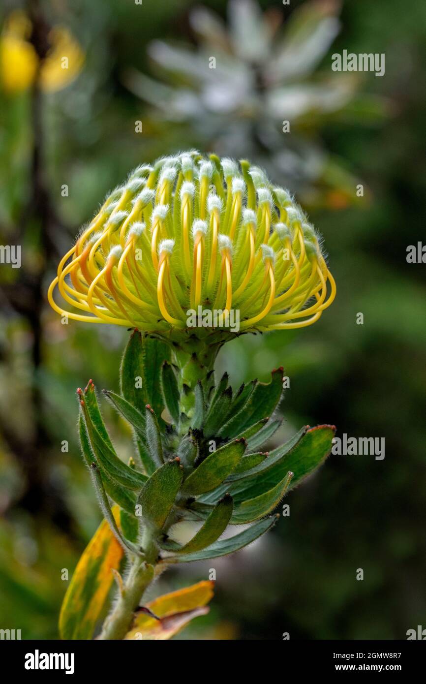 Puntaspilli fiore Foto Stock