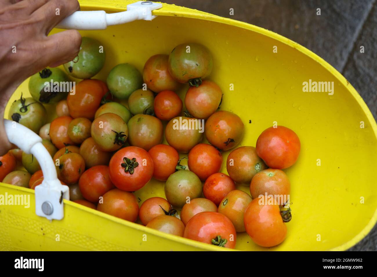 Dopo la raccolta il cestino è riempito di pomodori rossi e verdi Foto Stock
