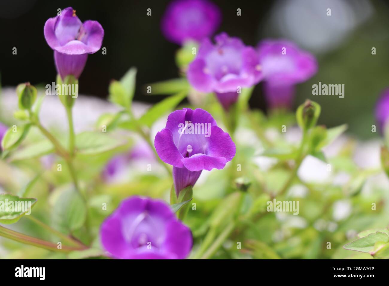 Bellissimi fiori in fiore viola. Foto Stock