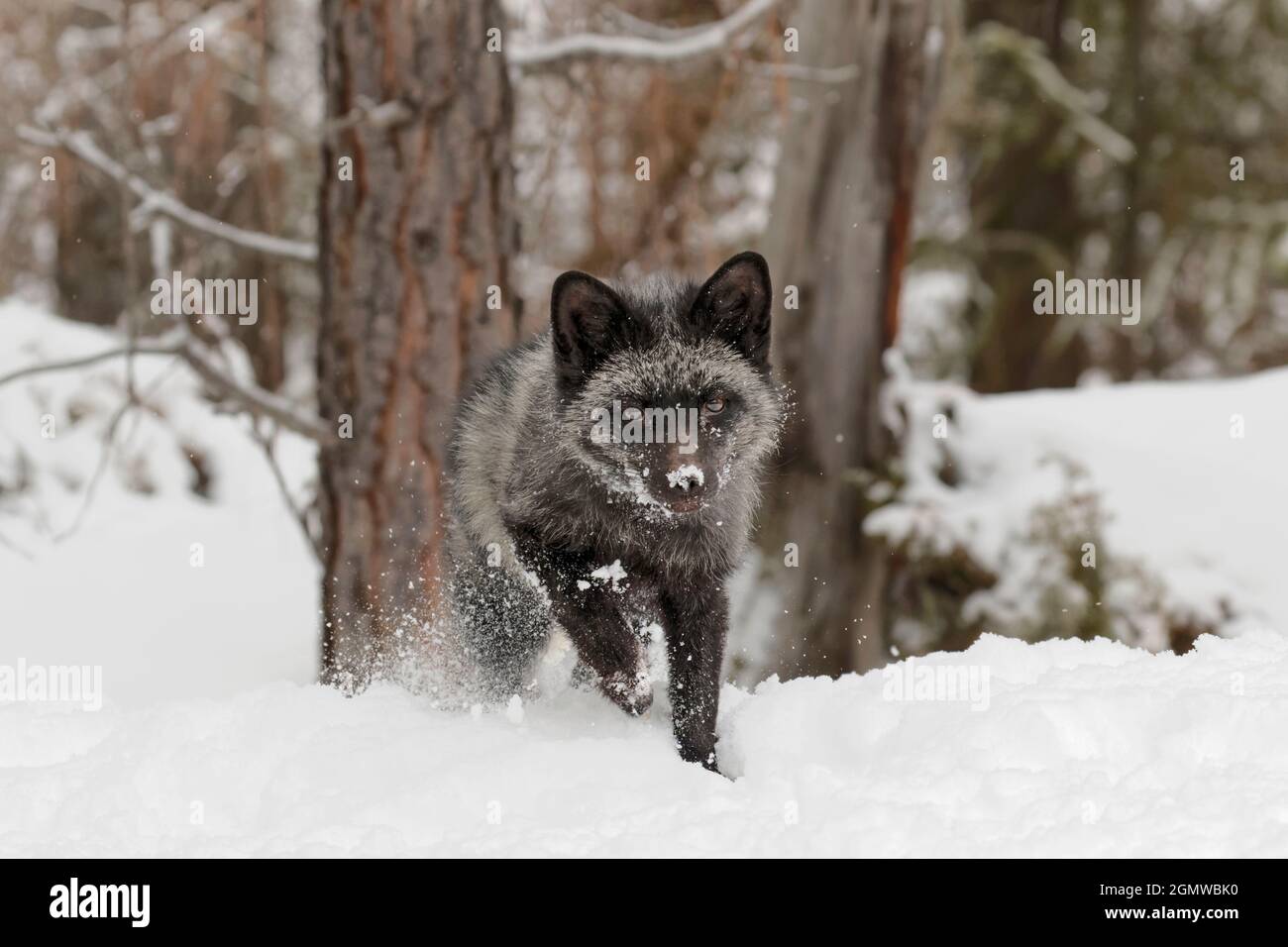 Silver Fox un melanistic forma di Red Fox, Vulpes vulpes. (Prigioniero) Montana Foto Stock