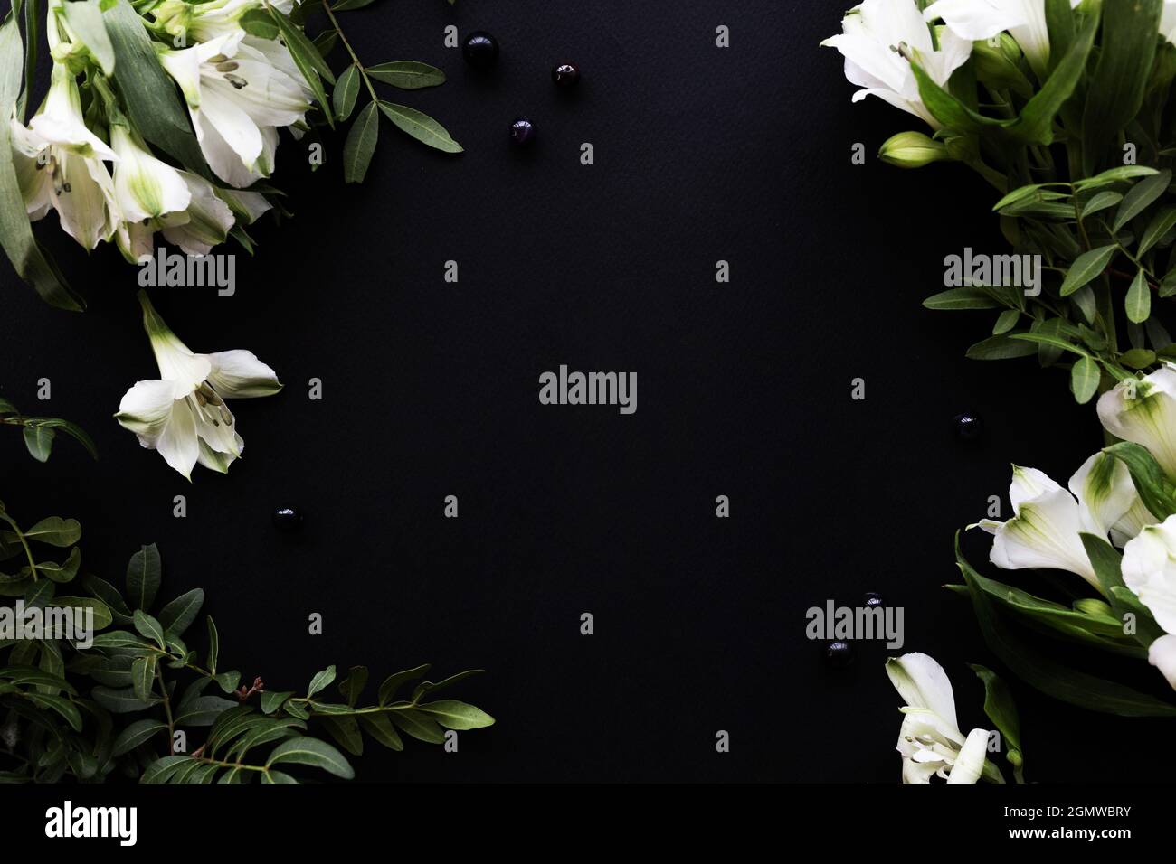 Sfondo nero su carta con spazio di copia. Tutto intorno sono fiori bianchi di alstroemeria Foto Stock