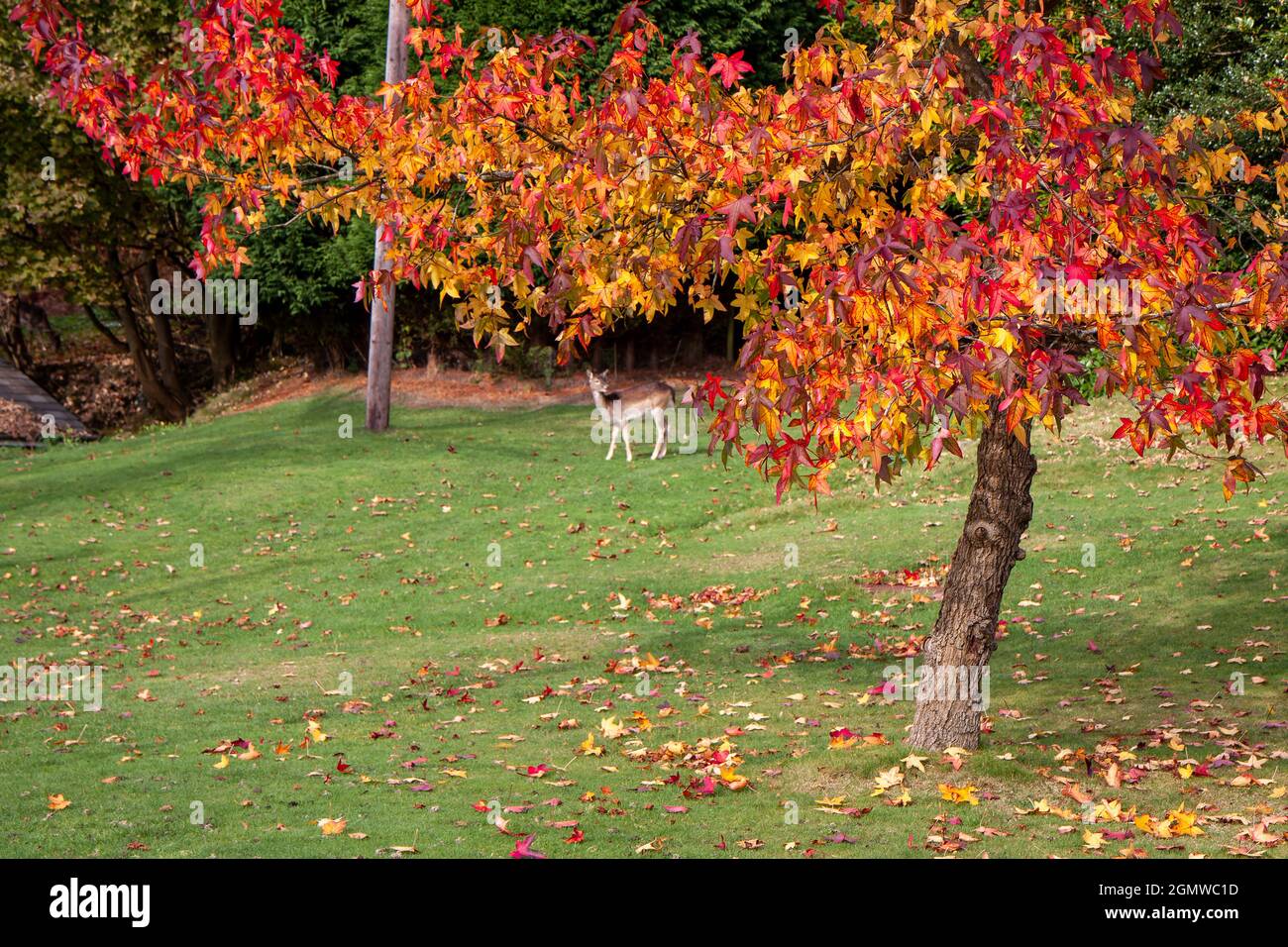 Acer foglie di palmatum nei colori autunnali Foto Stock