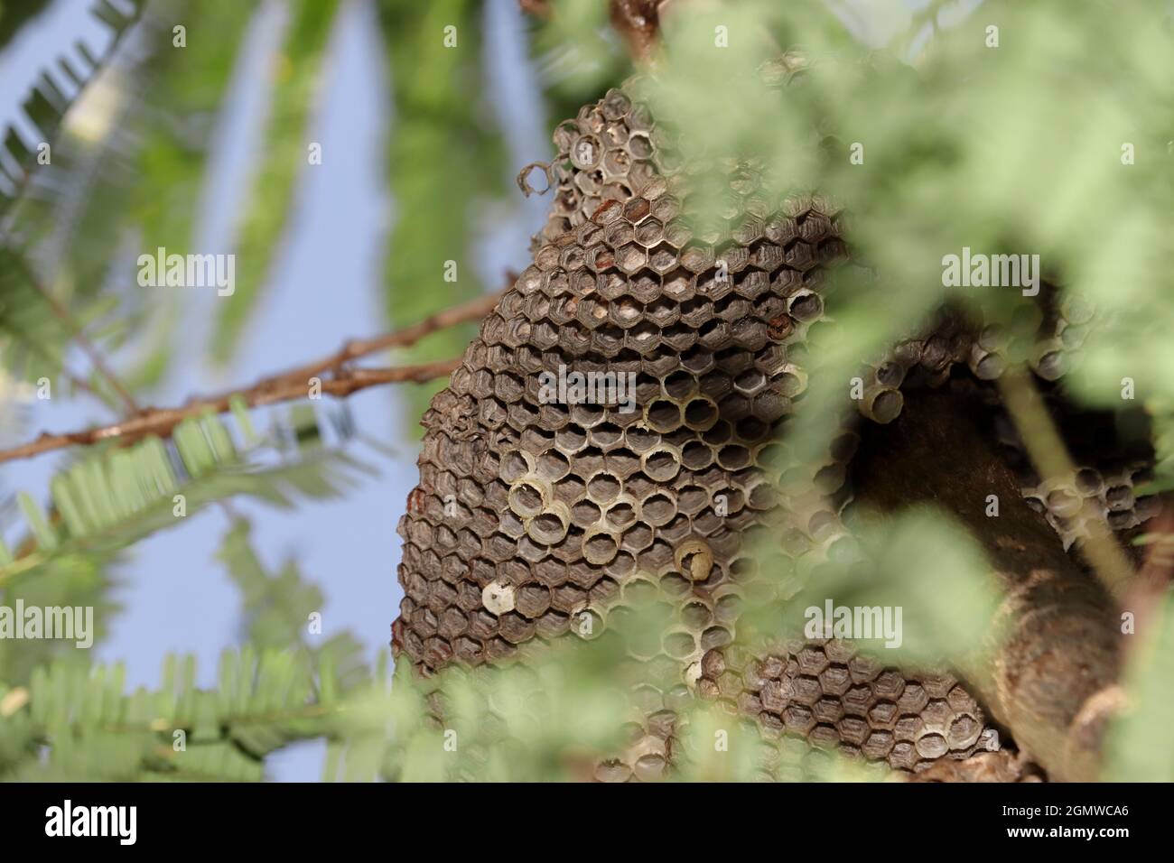 Primo piano di un nido vuoto di una vespa predatoria gialla appesa su un ramo d'albero Foto Stock