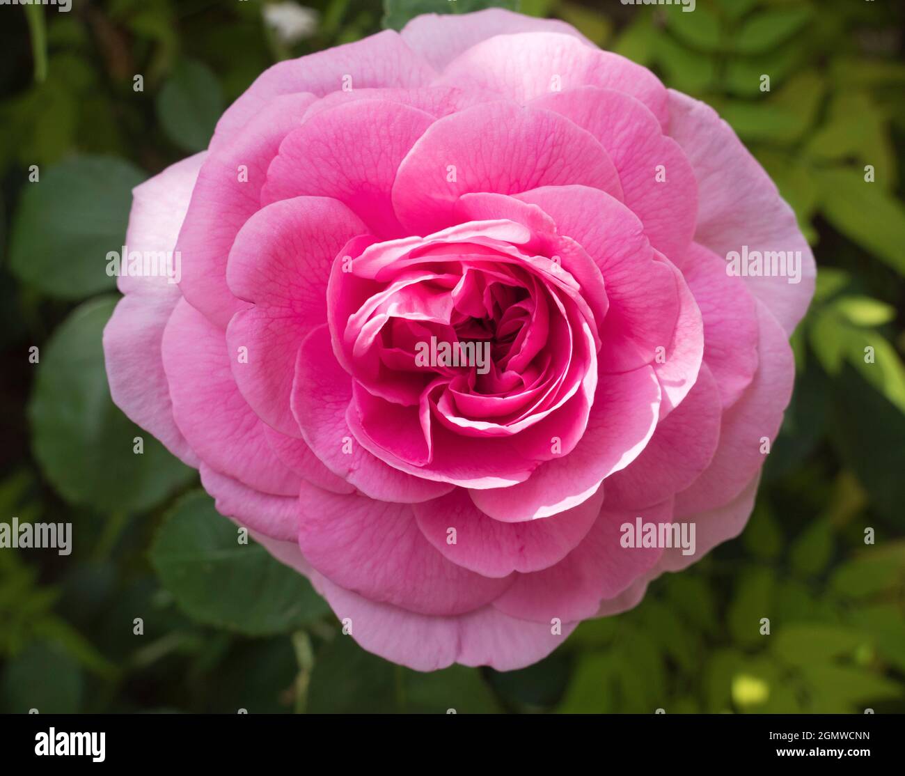 Radley Village, Oxfordshire, Inghilterra - 8 luglio 2019; Roses ha presentato un bel spettacolo nel nostro giardino, nel villaggio di Radley Oxfordshire, durante tutta l'estate mon Foto Stock