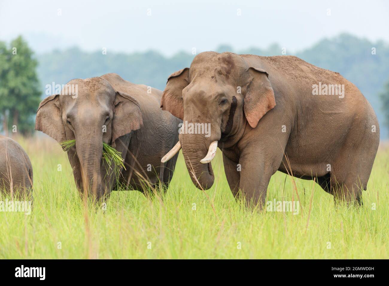 Elefanti asiatici, una coppia di corteggiatori, Corbett National Park, India. Foto Stock