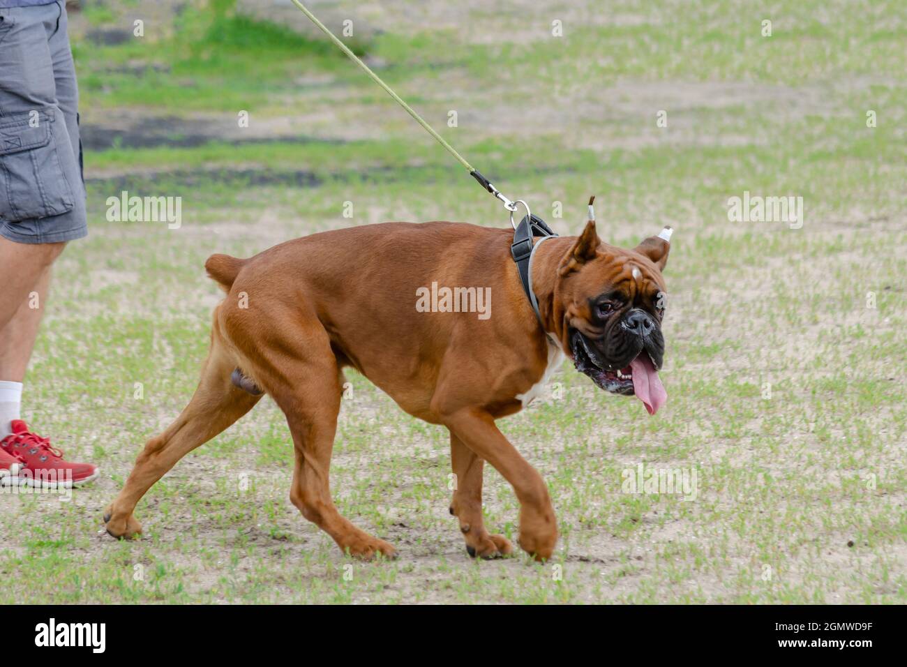 Boxer con coda ancorata. Il cane di fronte ha anche orecchie tagliate Foto  stock - Alamy