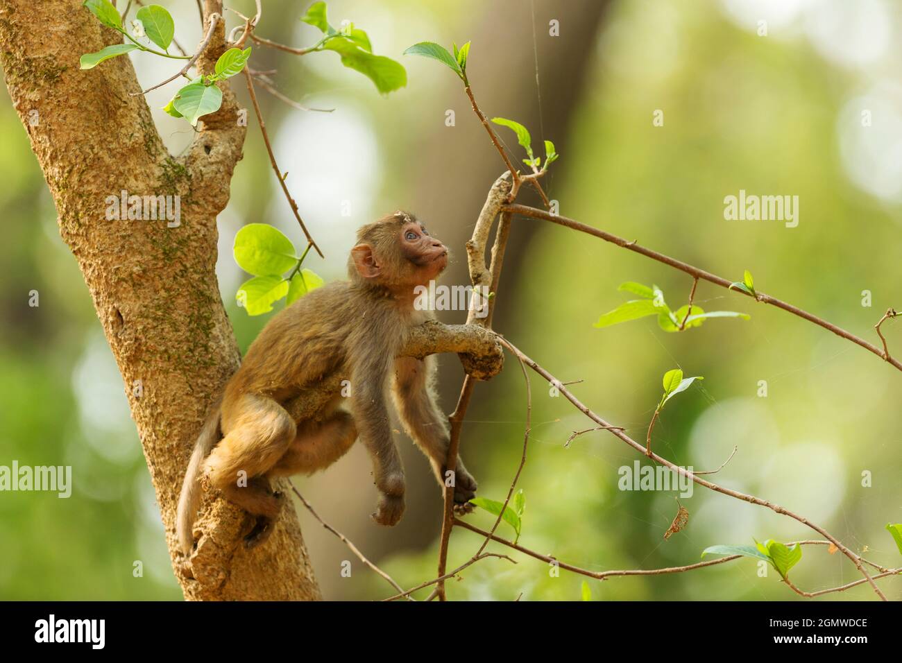 Scimmia rhesus. Parco Nazionale di Corbett, India. Foto Stock