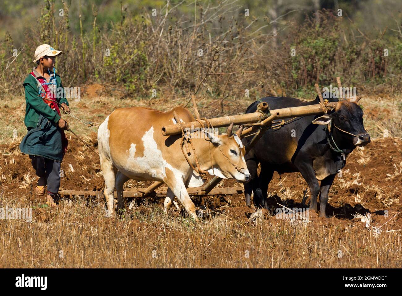 Pindaya, Myanmar - 31 Gennaio 2013; una scena agricola senza tempo vicino alle Grotte buddiste di Pindaya nella provincia di Shan. Alcune parti del paese sembrano Foto Stock