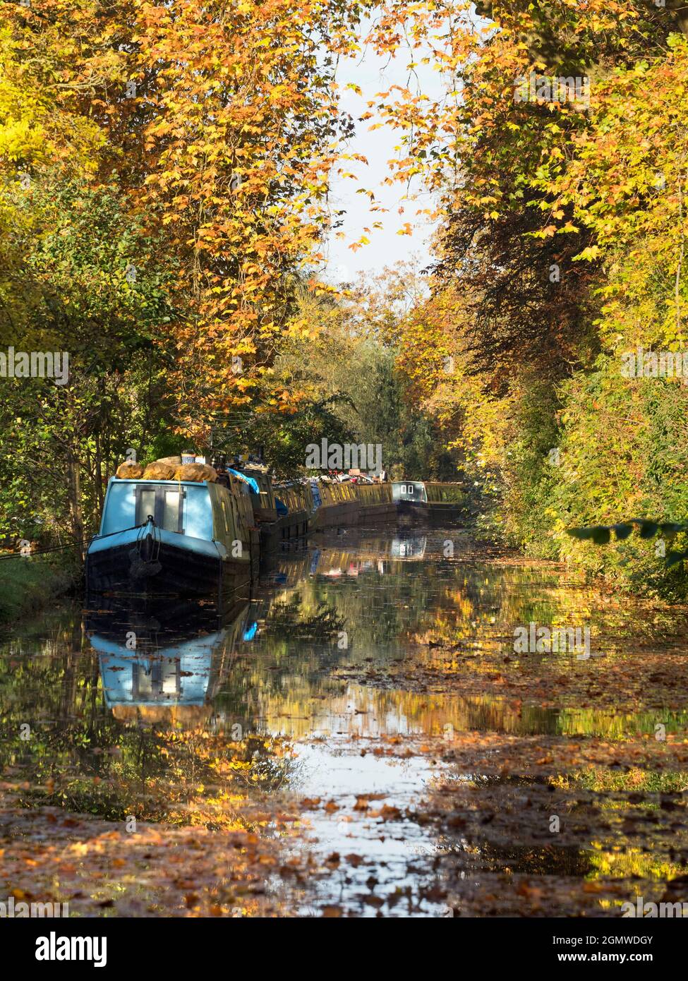 Le case galleggianti ormeggiate si affacciano sul canale di Oxford a Gerico in questa bella mattinata d'autunno, proprio come gli alberi sono in fiamme di colore. Il canale di Oxford è un histo Foto Stock