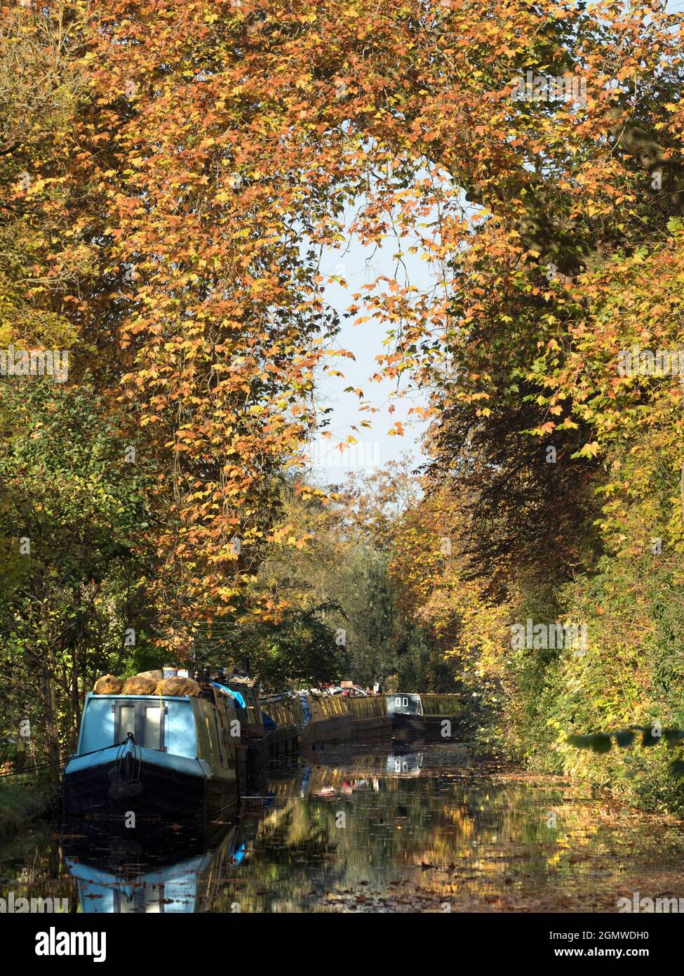 Le case galleggianti ormeggiate si affacciano sul canale di Oxford a Gerico in questa bella mattinata d'autunno, proprio come gli alberi sono in fiamme di colore. Il canale di Oxford è un histo Foto Stock