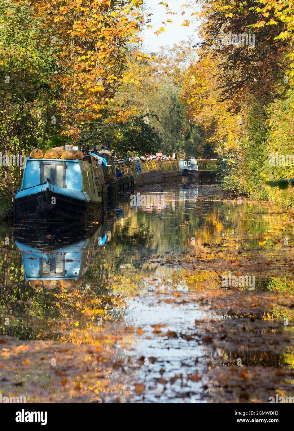 Le case galleggianti ormeggiate si affacciano sul canale di Oxford a Gerico in questa bella mattinata d'autunno, proprio come gli alberi sono in fiamme di colore. Il canale di Oxford è un histo Foto Stock