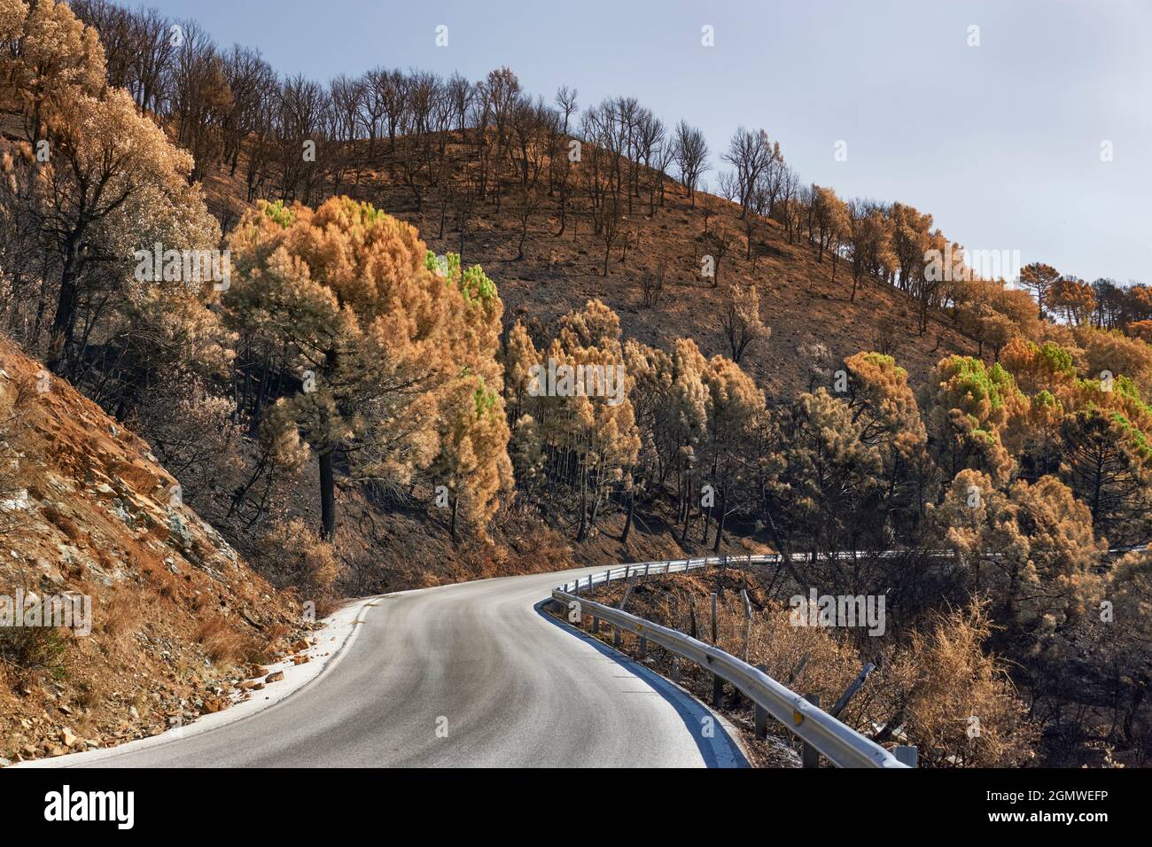 Strada nel mezzo del fuoco della Jubrique, confine con Sierra Bermeja nella Valle del Genal, Malaga. Andalusia, Spagna. Settembre 2021 Foto Stock