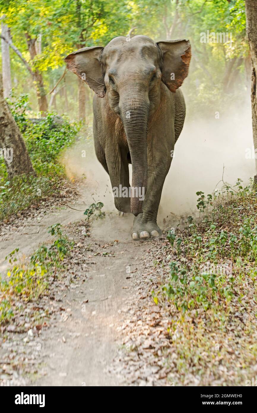 Carica elefante asiatico. Parco Nazionale di Corbett, India. Foto Stock