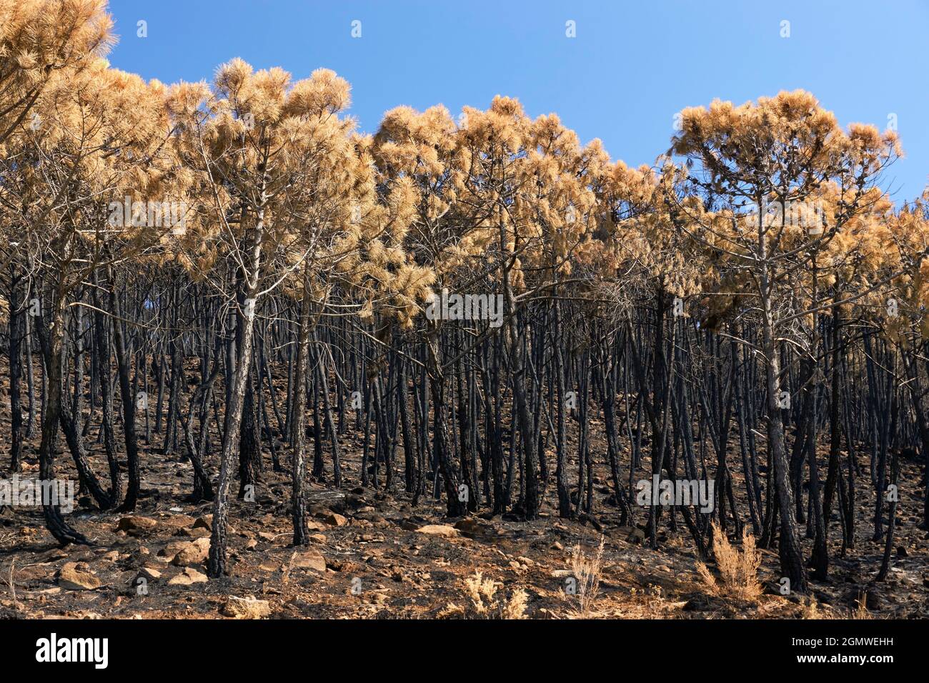 Fuoco a Jubrique, al confine con Sierra Bermeja nella Valle Genal, Malaga. Andalusia, Spagna. Settembre 2021 Foto Stock