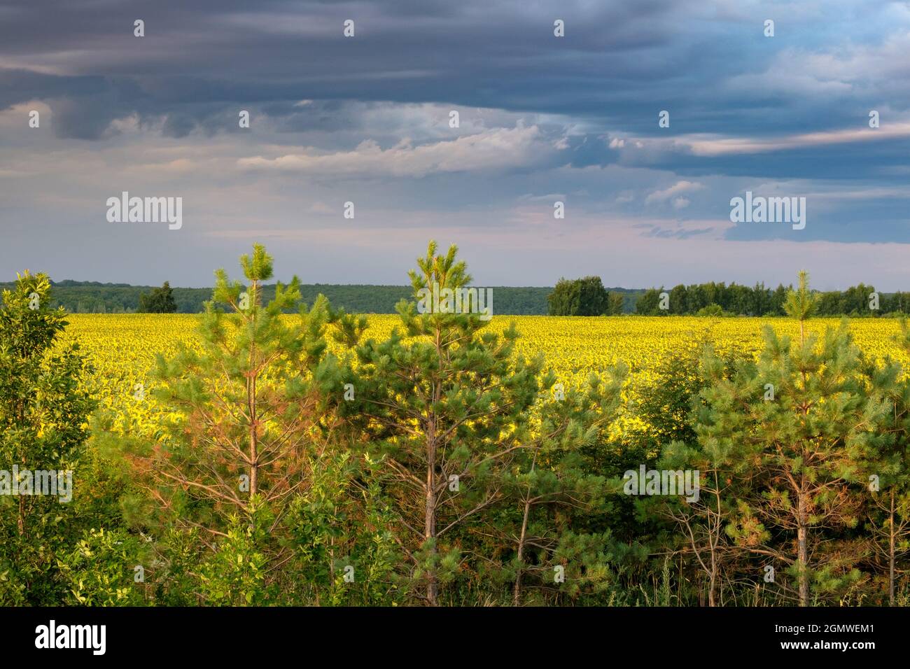 Giovani pini sullo sfondo di un campo giallo di girasoli in una giornata estiva. Cielo cupo con pesanti nuvole scure su girasoli in fiore. Foto Stock