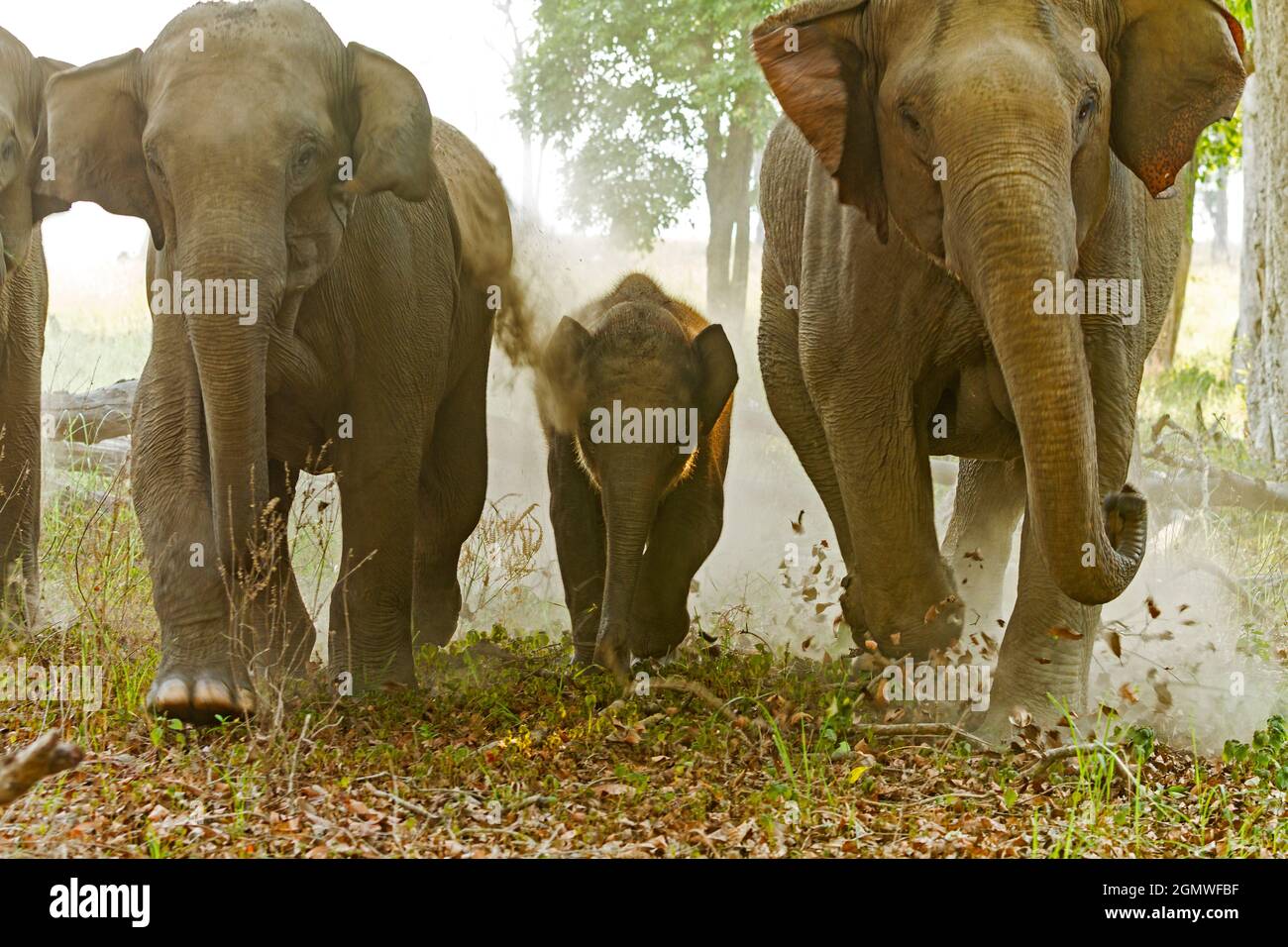 Elefanti asiatici in carica, Corbett National Park, India. Foto Stock