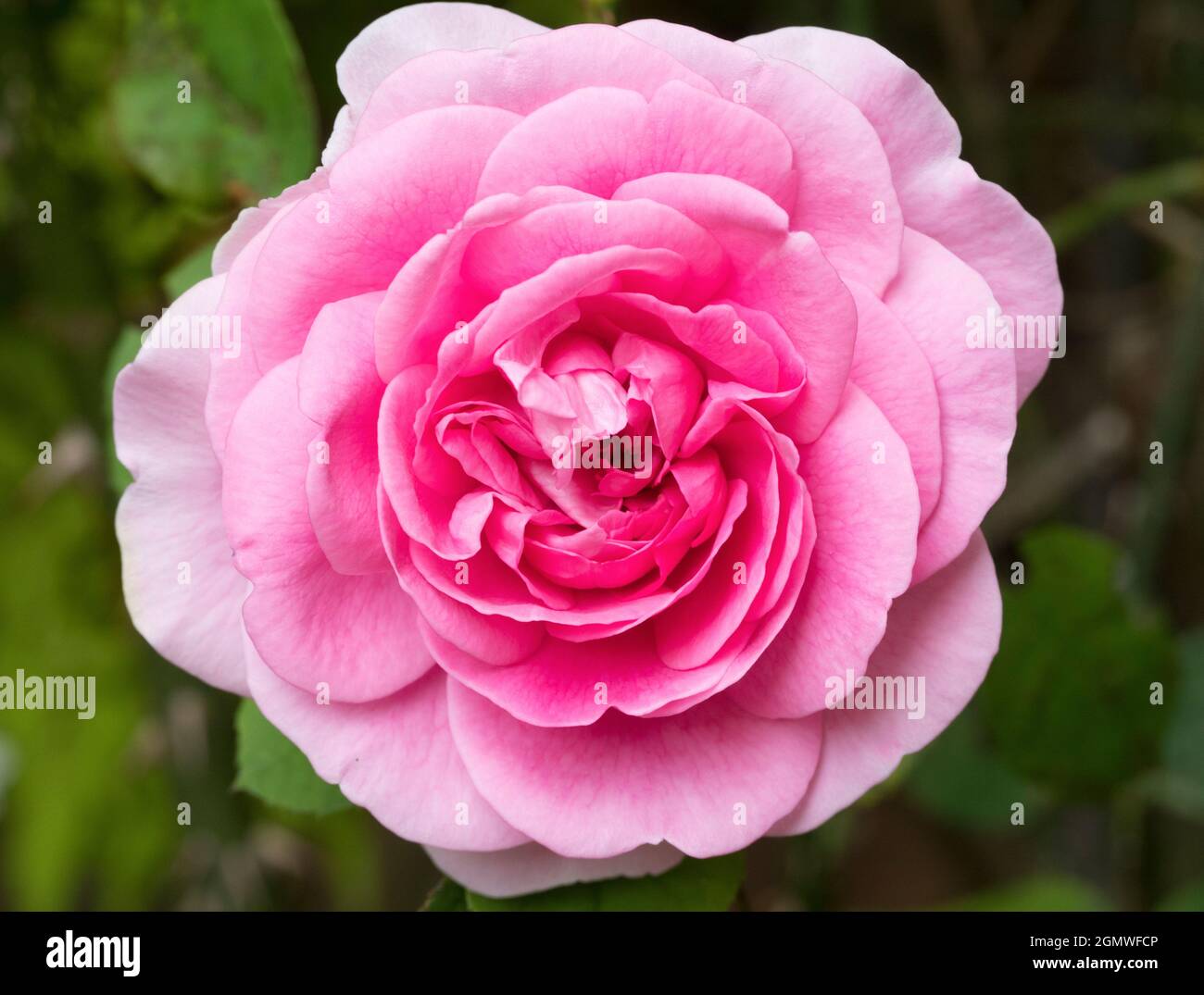 Radley, Oxfordshire, Inghilterra - 7 luglio 2019 Roses ha messo in mostra nel nostro giardino, in Radley Village Oxfordshire, durante i mesi estivi. il mos Foto Stock