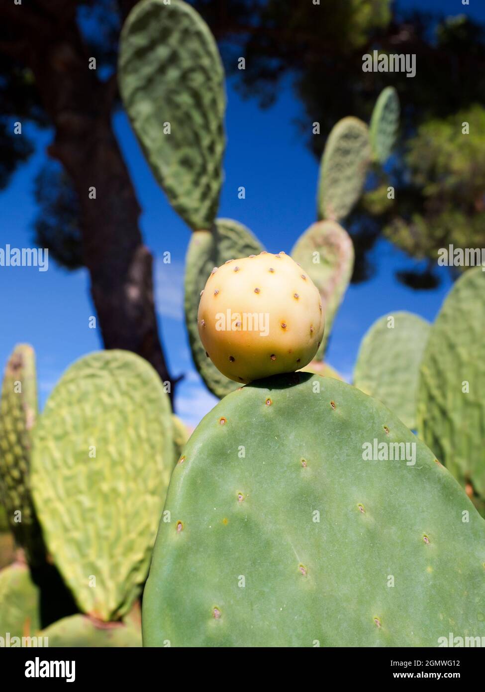 Agrigento, Sicilia, Italia - 24 settembre 2019; grazie al suo clima subtropicale, alla sua topografia diversificata e ai numerosi microclima, la Sicilia ha una vasta gamma di Foto Stock