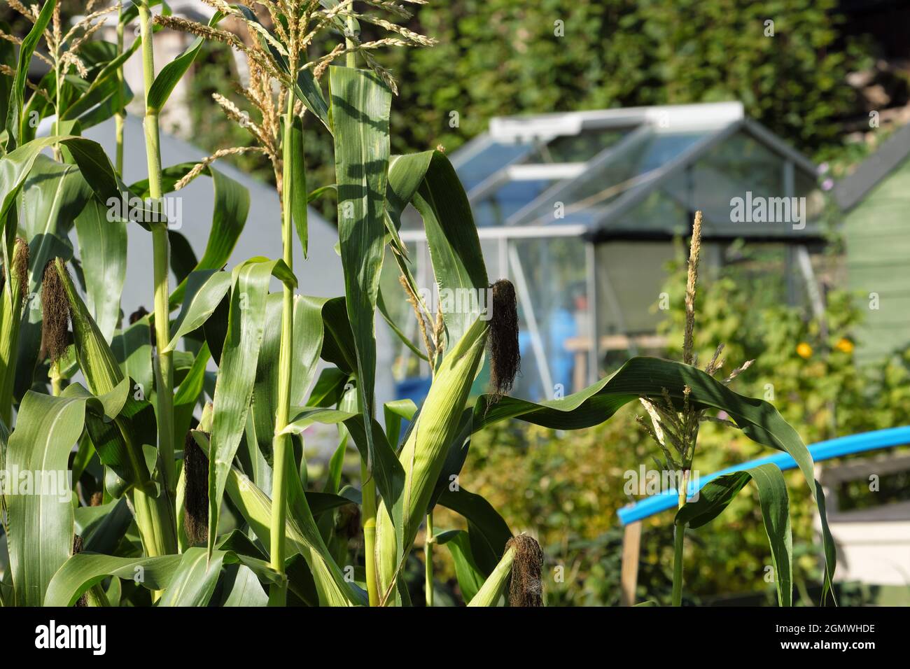 Dolce Corn pronto e maturo su un giardino assegnazione nel settembre 2021 Herefordshire Regno Unito Foto Stock