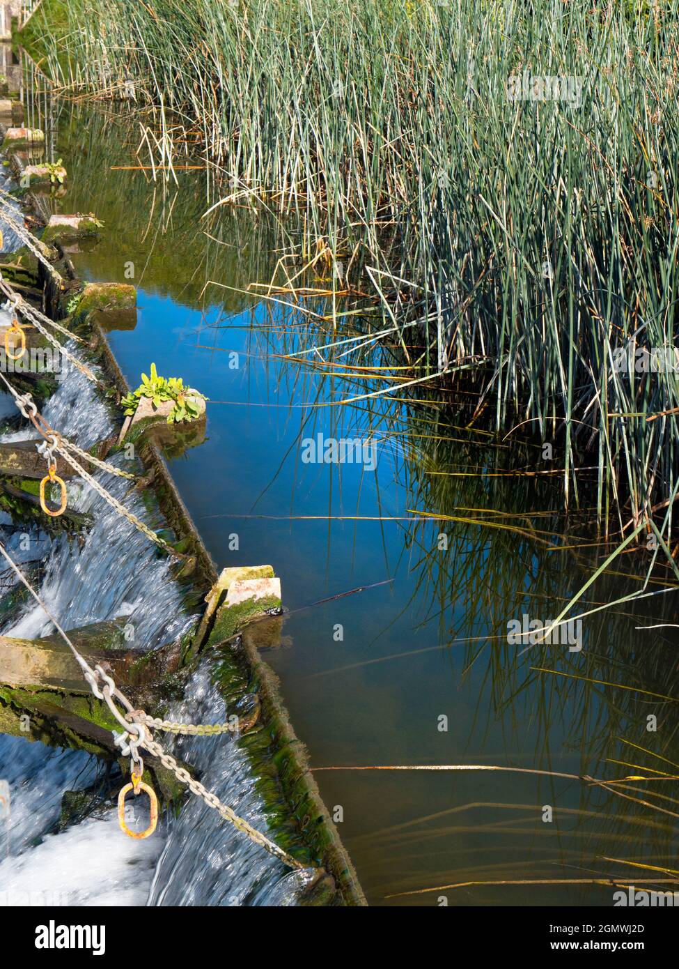 Abingdon, Inghilterra - 9 settembre 2019 una semplice immagine di canne d'acqua sul Tamigi, appena sopra Abingdon Weir. Forte nella forma grafica e astratta Foto Stock