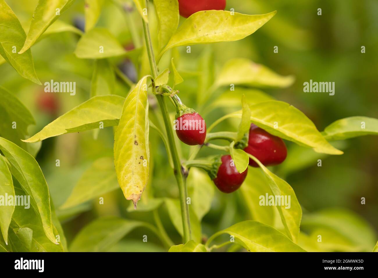 Peperoni rossi, caldi, nascosti tra foglie verdi, in un giardino urbano,  coltivati nella città di Madrid, Spagna Foto stock - Alamy