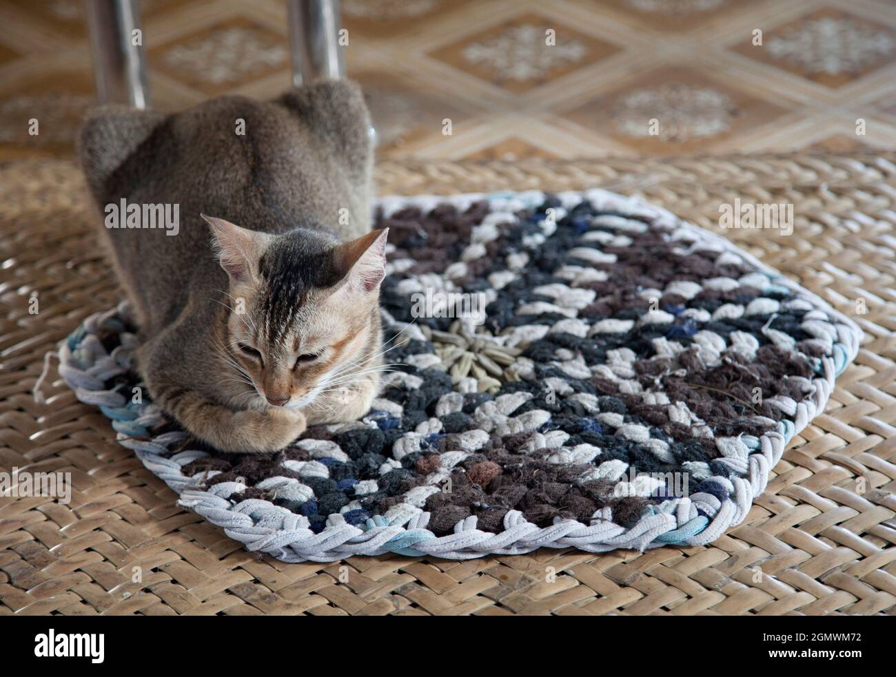 Gatto riposante al monastero dei gatti saltanti di Nga Phe Kyaung, Myanmar Foto Stock