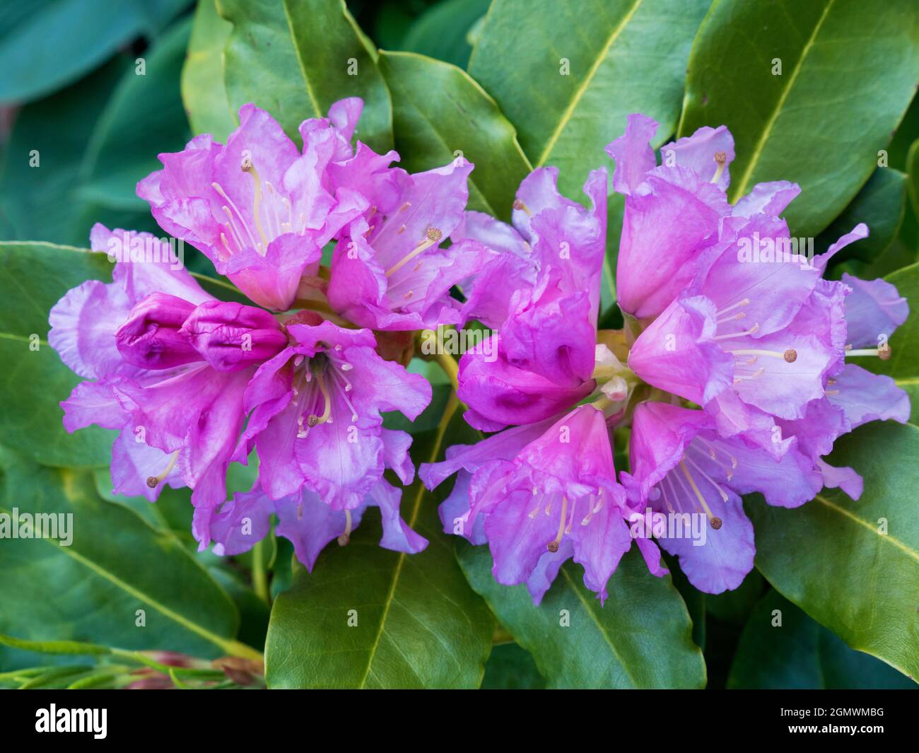 Radley Village, Oxfordshire, Inghilterra - 6 maggio 2020; nessuna gente in vista. I rododendri mettono in mostra un fine ogni anno nel nostro giardino, generalmente da fine S. Foto Stock