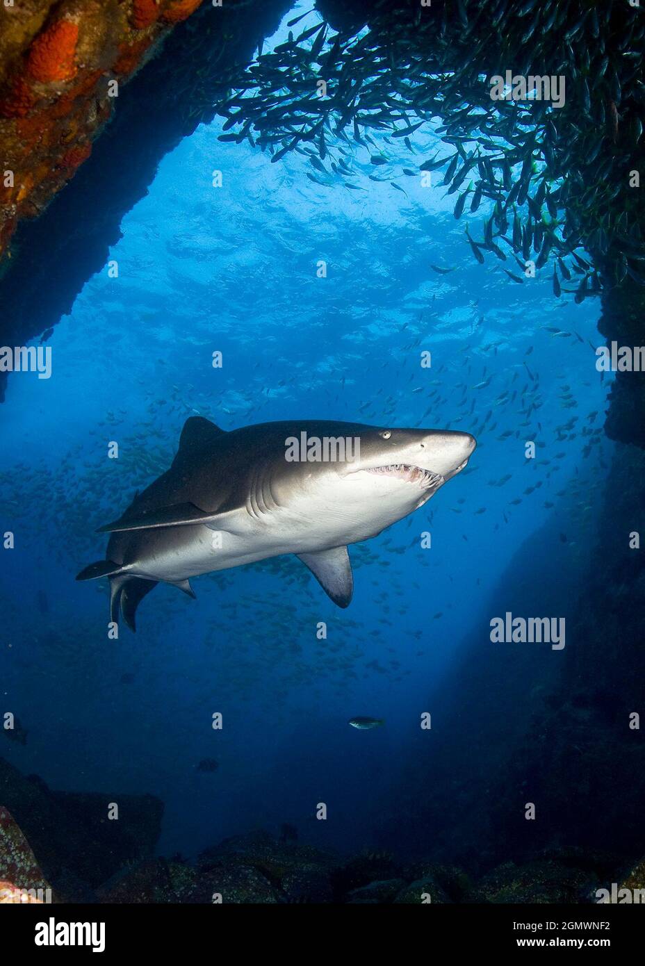 (210921) -- CANBERRA, 21 settembre 2021 (Xinhua) -- Foto non scattata fornita dal Marine Biodiversity Hub il 21 settembre 2021 mostra uno squalo Nurse grigio in Australia. Più del 10 per cento delle specie di squali australiane sono a rischio di estinzione, un rapporto del governo ha trovato. Martedì il National Environmental Science Program (NESP) Marine Biobbiodiversità hub ha pubblicato la prima valutazione completa del rischio di estinzione per tutti gli squali australiani, raggi e squali fantasma (chimere). Ha scoperto che l'Australia ospita più di un quarto delle specie ittiche cartilaginose del mondo, con 182 squali, 1 Foto Stock