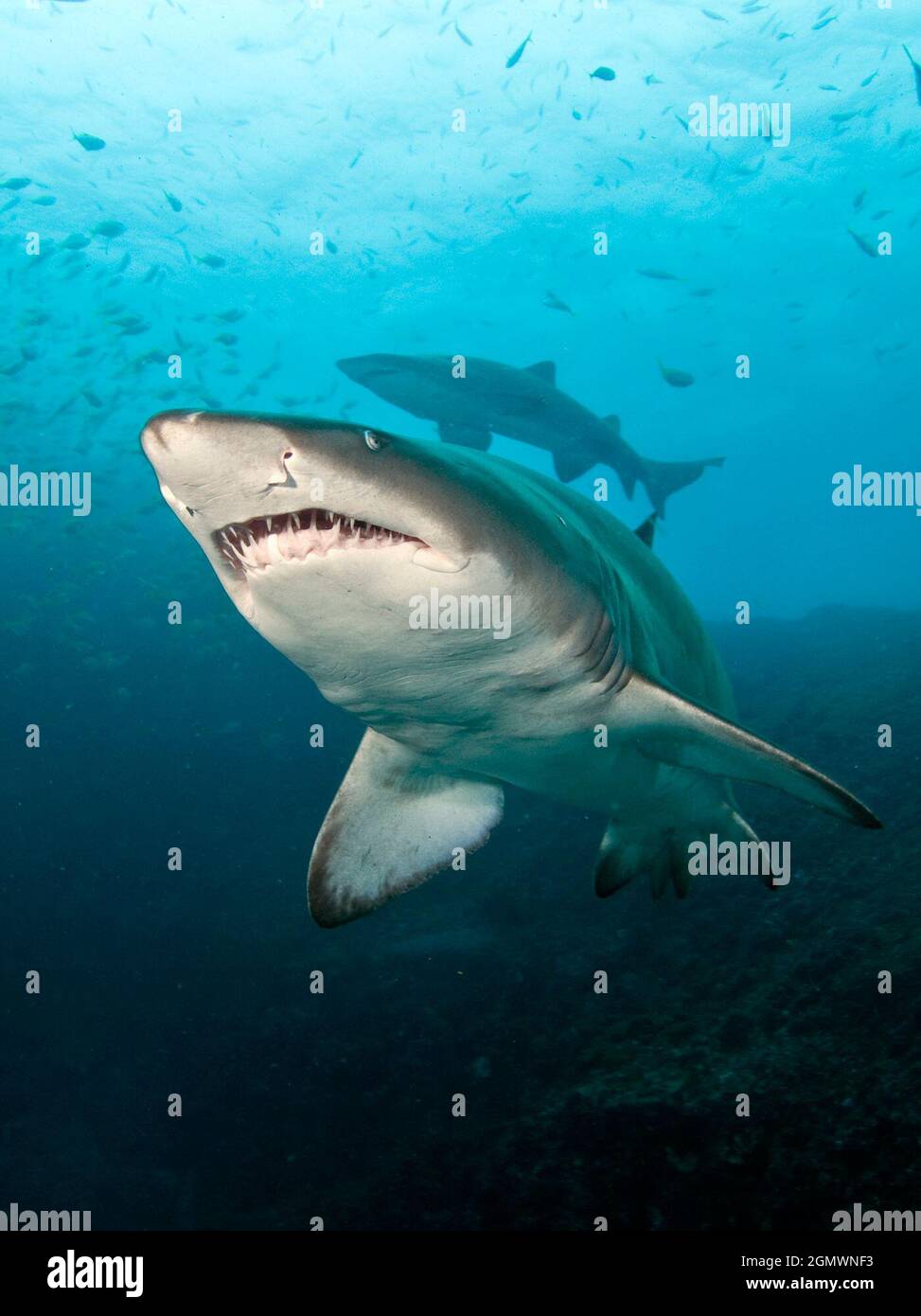 (210921) -- CANBERRA, 21 settembre 2021 (Xinhua) -- Foto non scattata fornita dal Marine Biodiversity Hub il 21 settembre 2021 mostra uno squalo Nurse grigio in Australia. Più del 10 per cento delle specie di squali australiane sono a rischio di estinzione, un rapporto del governo ha trovato. Martedì il National Environmental Science Program (NESP) Marine Biobbiodiversità hub ha pubblicato la prima valutazione completa del rischio di estinzione per tutti gli squali australiani, raggi e squali fantasma (chimere). Ha scoperto che l'Australia ospita più di un quarto delle specie ittiche cartilaginose del mondo, con 182 squali, 1 Foto Stock