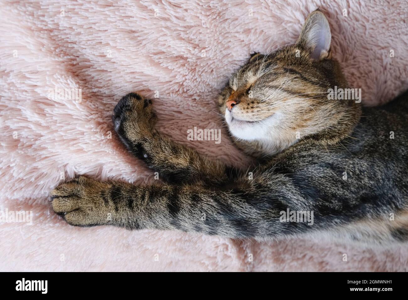 Il gatto tabby dorme su un soffice copriletto beige. Primo piano. Foto Stock
