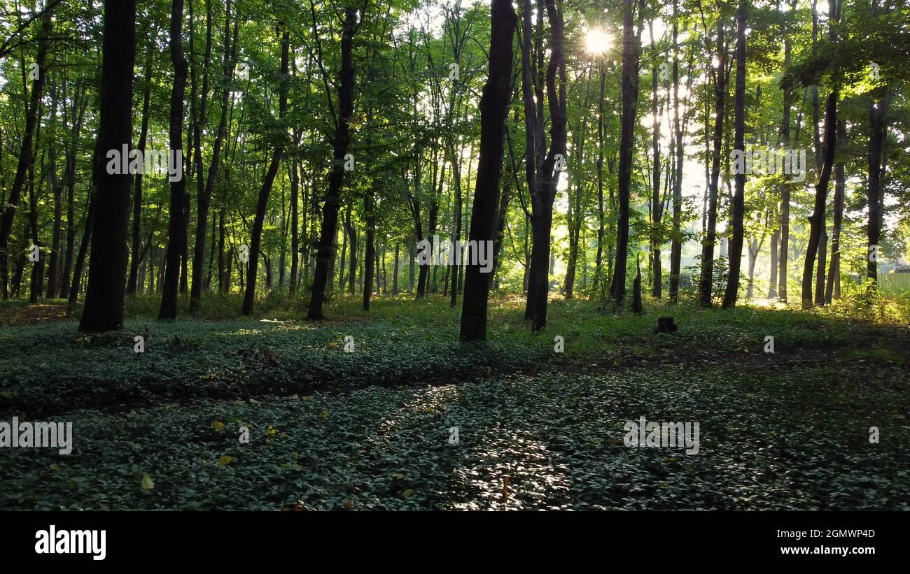 Passeggiata attraverso la foresta verde al mattino con l'alba Foto Stock