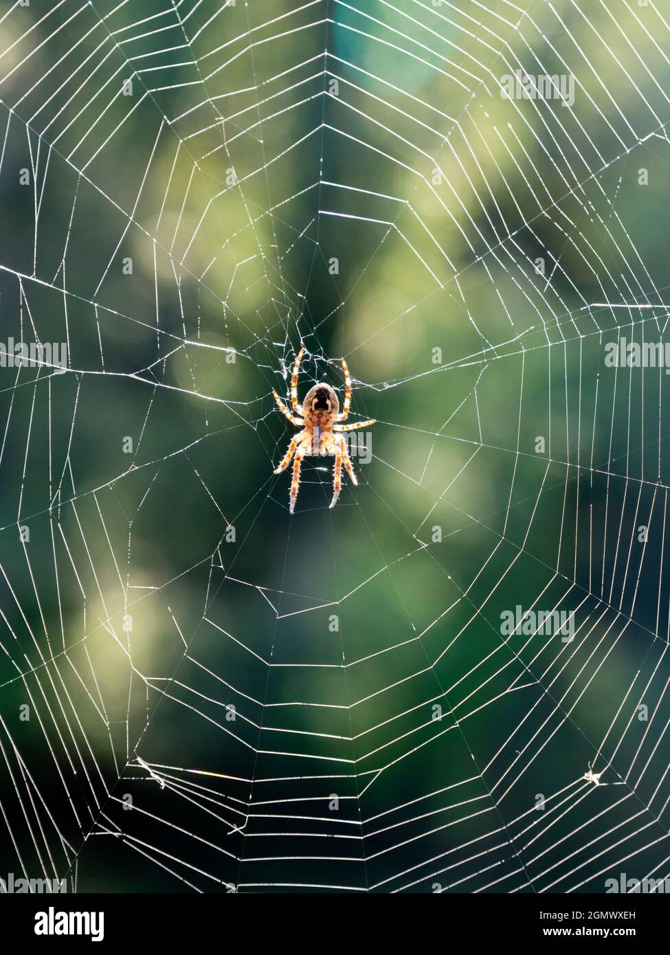 Abingdon, Inghilterra - 26 agosto 2019; non per arachnophobes! Ho avvistato questo incredibile, traslucido ragno casa del Regno Unito, che gira il suo web da St Helen's Wharf Foto Stock