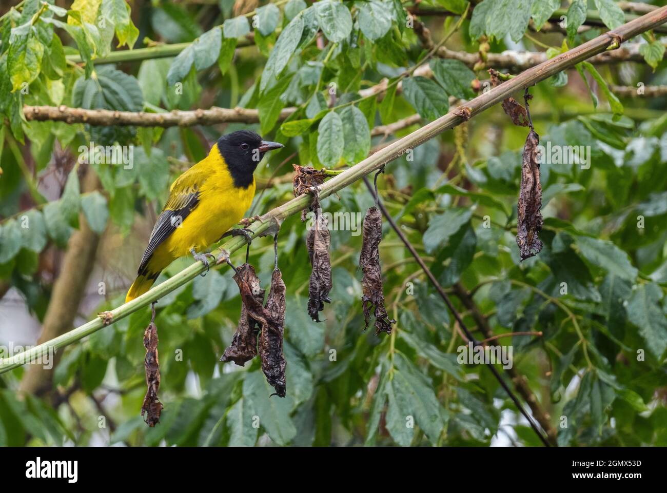Oriole a testa scura - Oriolus monacha, bella oriole nera e gialla dalle foreste africane, Harenna foresta, Etiopia. Foto Stock