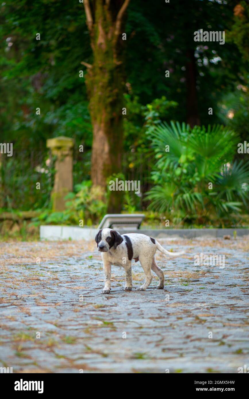 cucciolo bianco e nero in piedi da solo sul marciapiede Foto Stock