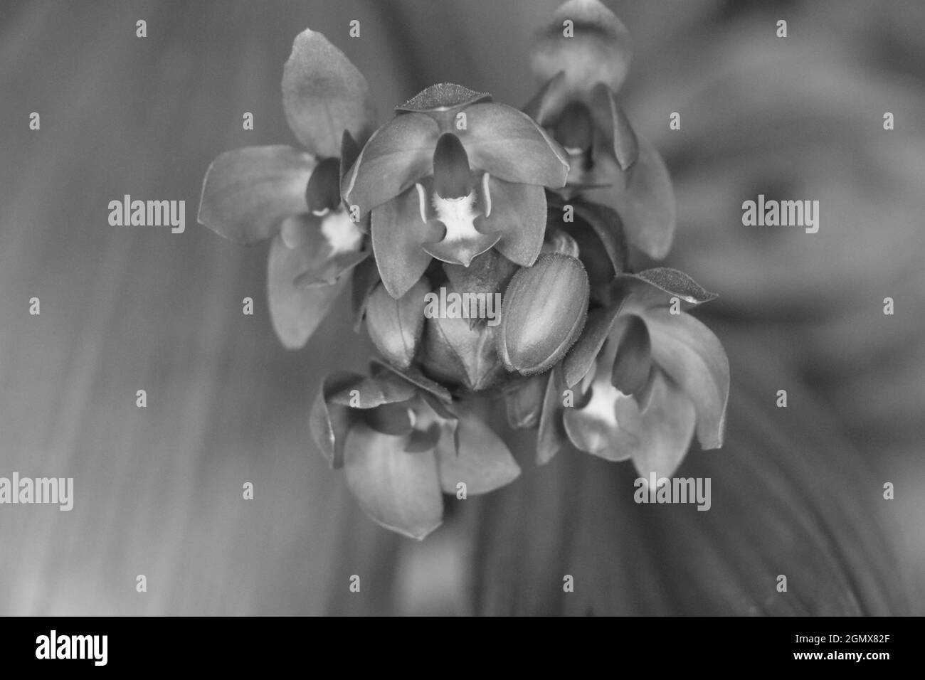 Immagine monocromatica del mazzo di orchidee selvatiche Foto Stock