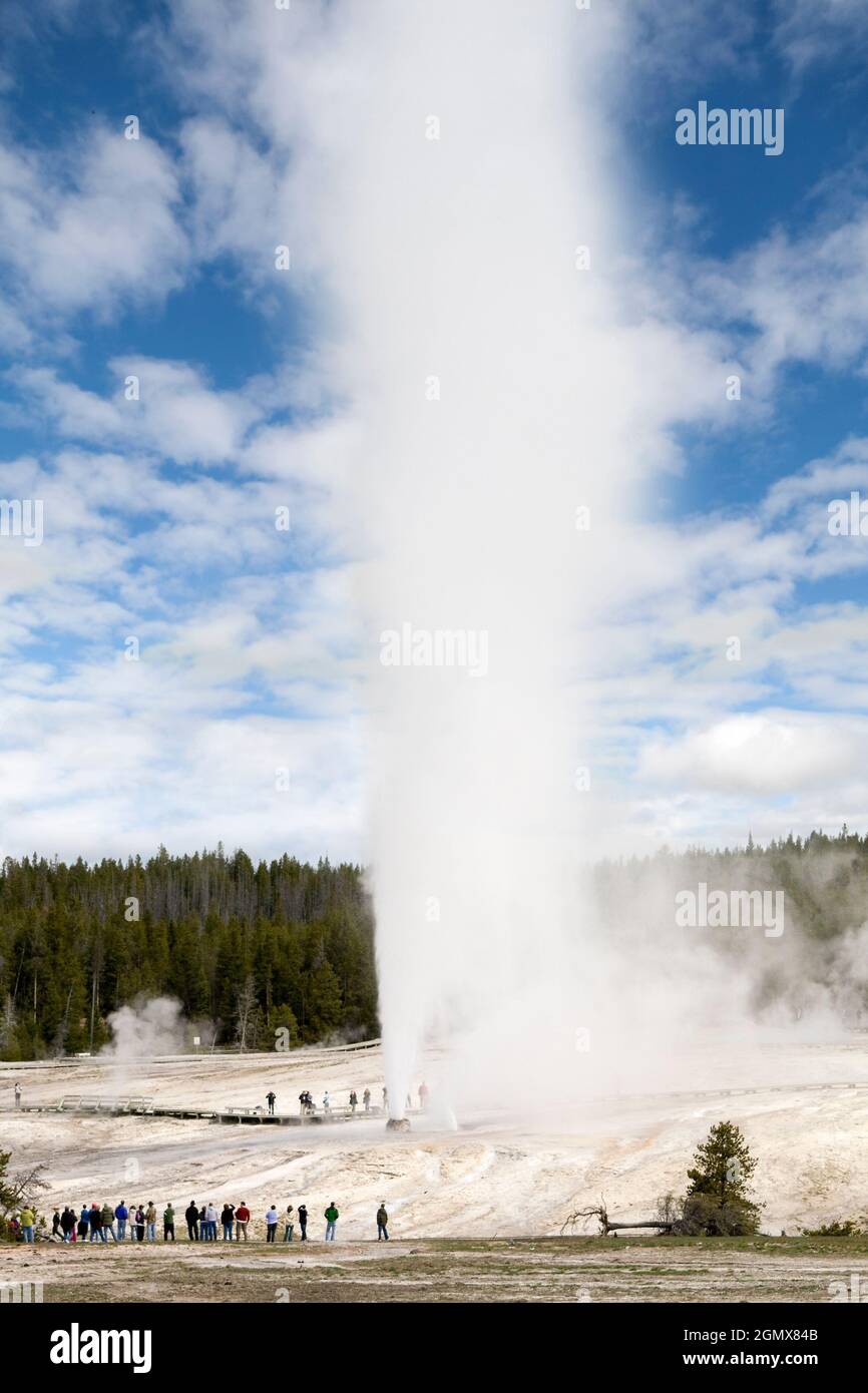 Parco Nazionale di Yellowstone, Wyoming - Maggio 2008; il Parco Nazionale di Yellowstone negli Stati Uniti è ampiamente considerato come il primo parco nazionale del mondo. Io Foto Stock