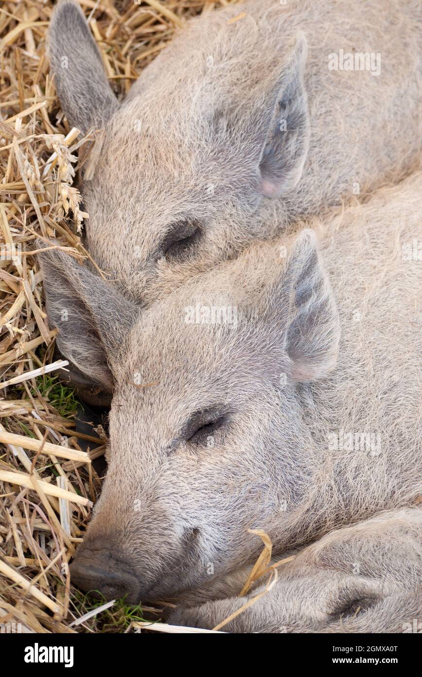 Oxford, Oxfordshire, UK - 2010; questi ragazzi sono carini o cosa? Questi suinetti di Mangalitza giovani e sonnolenti si addormentano rapidamente su un letto di paglia in un'agricoltura Foto Stock