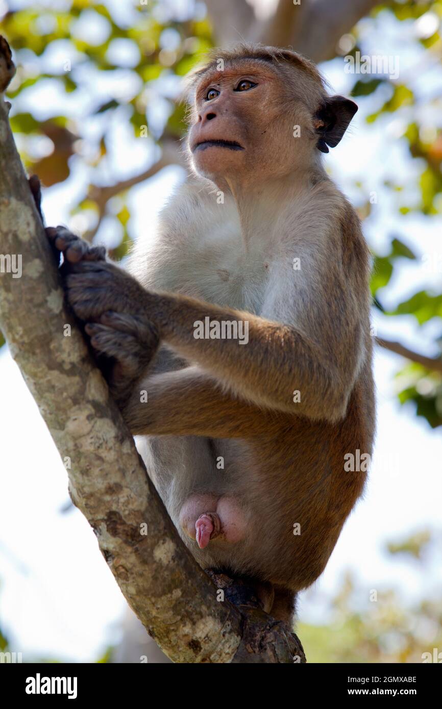 Dambulla, Sri Lanka - 11 febbraio 2014; i macachi Toque sono scimmie intensamente sociali; questi ragazzi sono stati avvistati a piacere dal lungo e estenuante (es Foto Stock