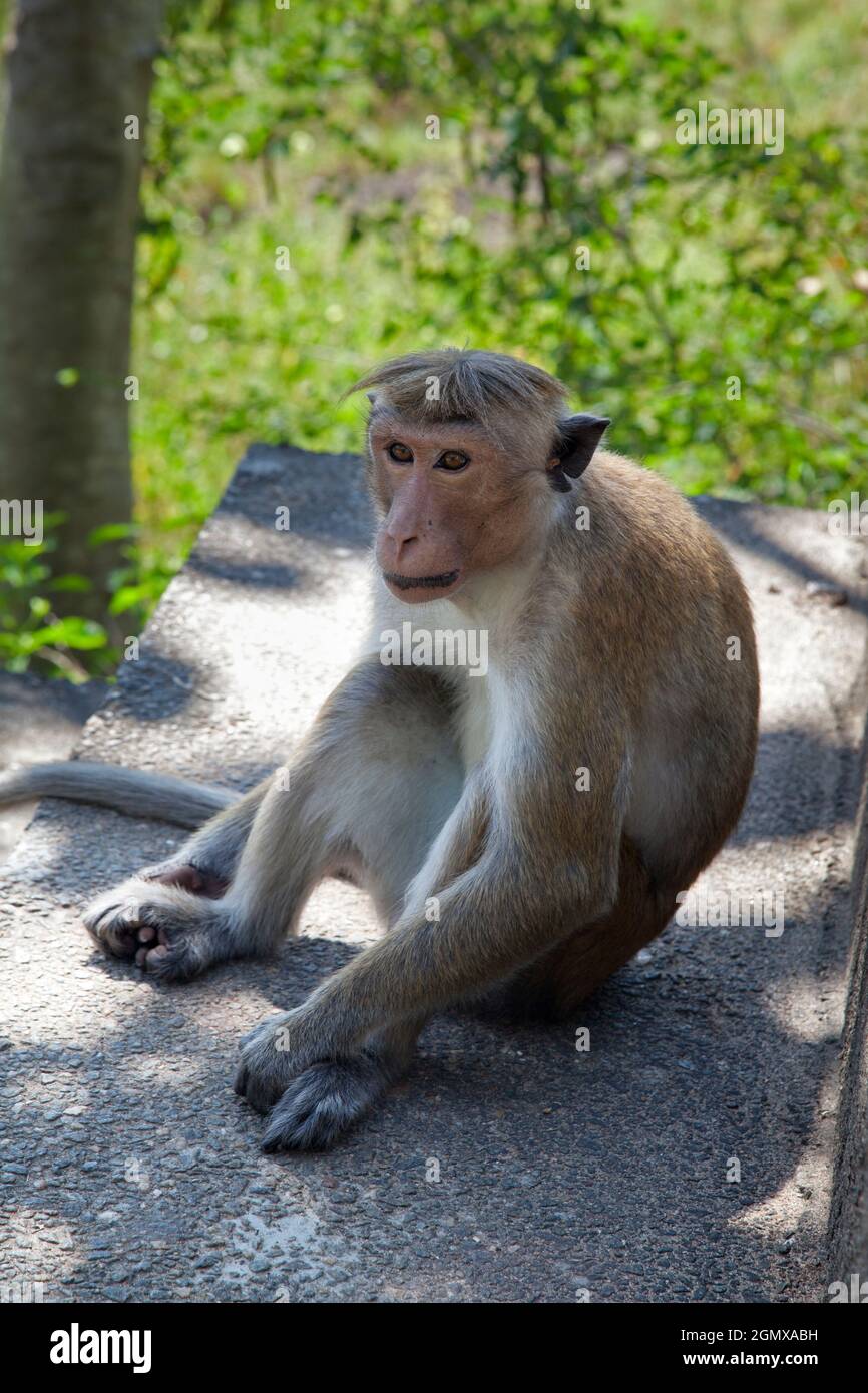 Dambulla, Sri Lanka - 11 febbraio 2014; i macachi Toque sono scimmie intensamente sociali; questi ragazzi sono stati avvistati a piacere dal lungo e estenuante (es Foto Stock